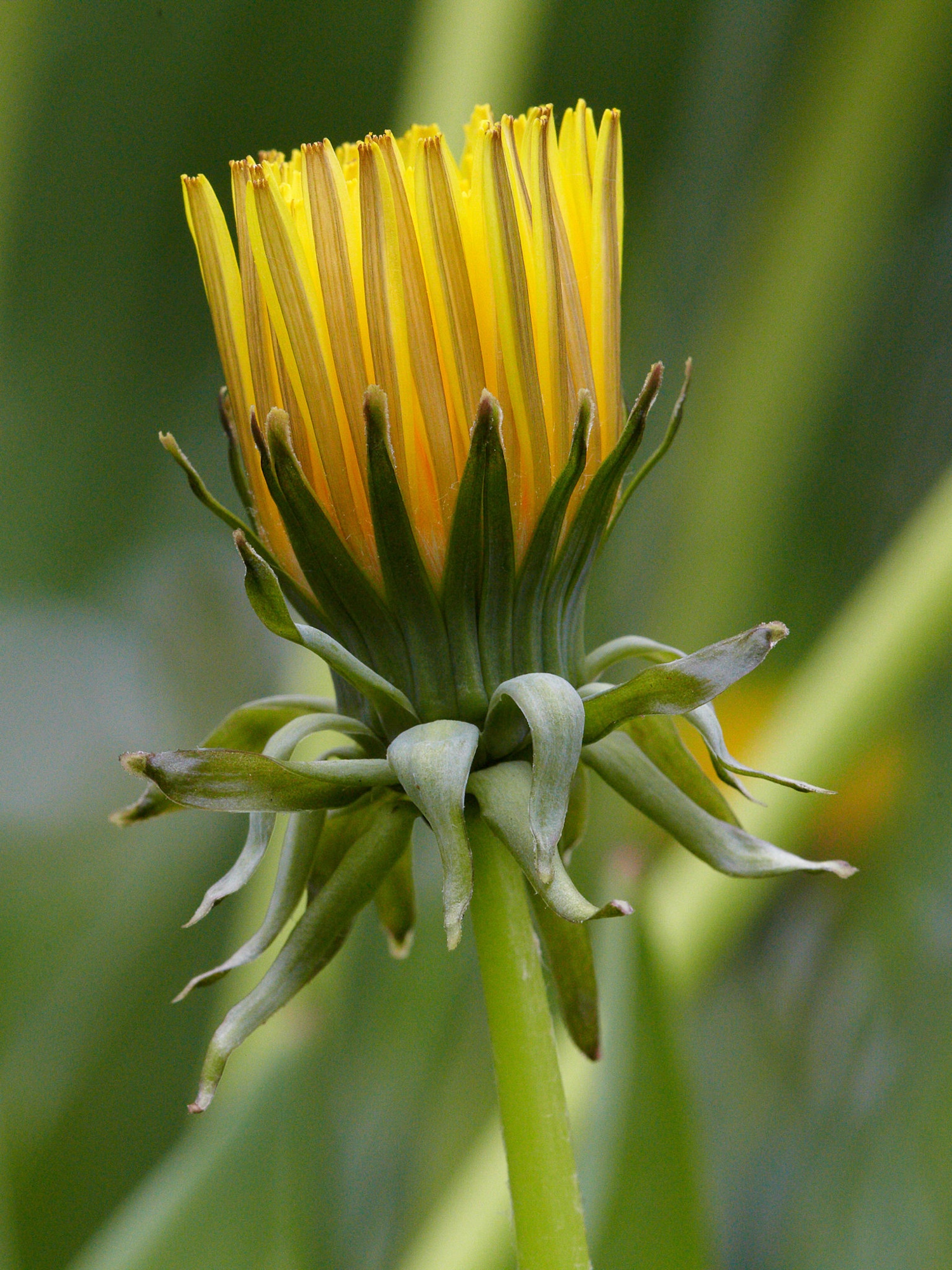 Gewöhnlicher Löwenzahn